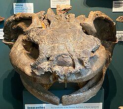 A front on view of a xenacanth fossil
The jaws are wide and u shaped, the jaws having a large & wide contact where they touch the cranium