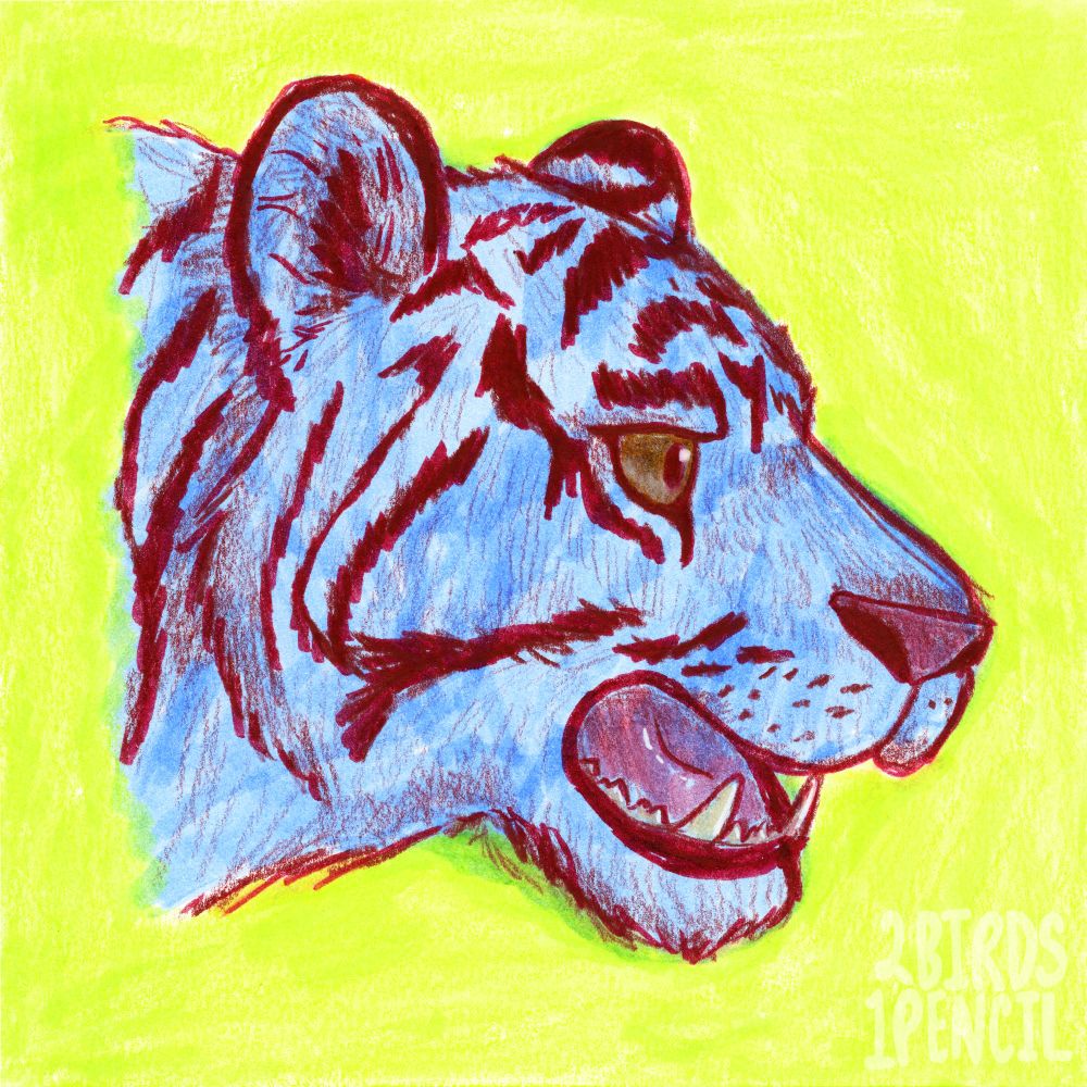 An illustrated portrait of a tiger's head, drawn in soft blue and dark maroon with marker and pencil. The background is a bright chartreuse.