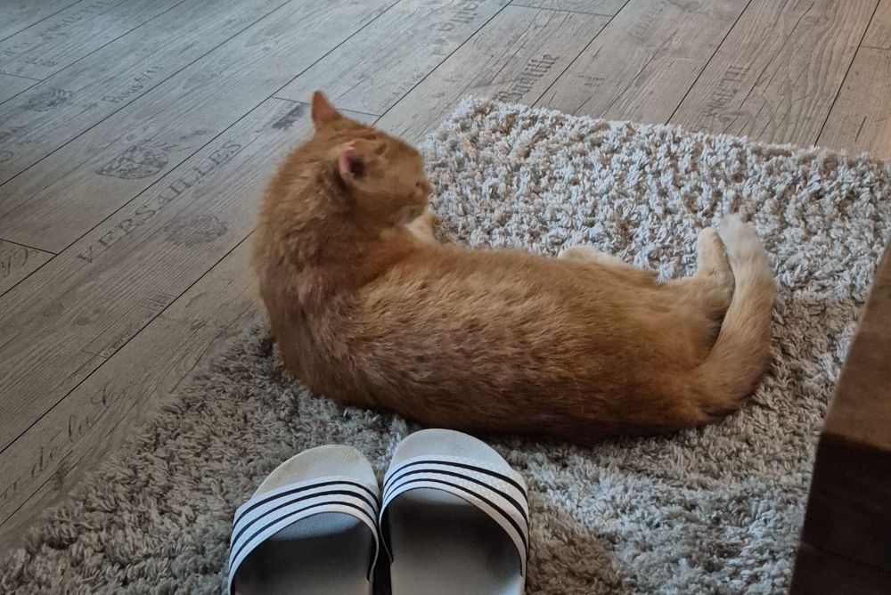 Liegende rothaarige Katze neben Badelatschen auf Teppich.
