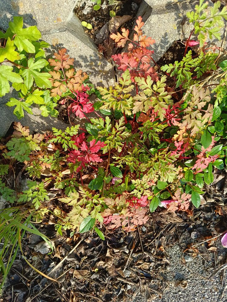 photograph of a geranium plant