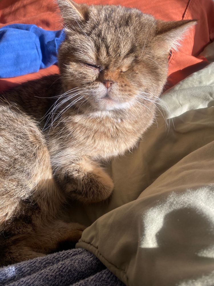 One eyed tabby cat on a bed squinting and getting cozy