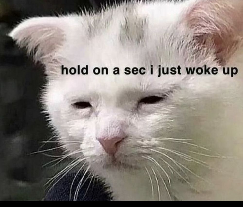 a bedraggled looking white cat is squinting. the text says "hold on a sec i just woke up"
