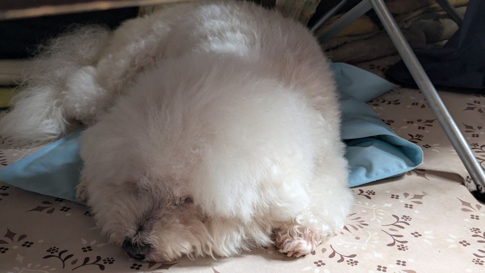 ビションフリーゼがラグの上で眠っています。
おじいちゃんですがここから40年生きてほしいです。