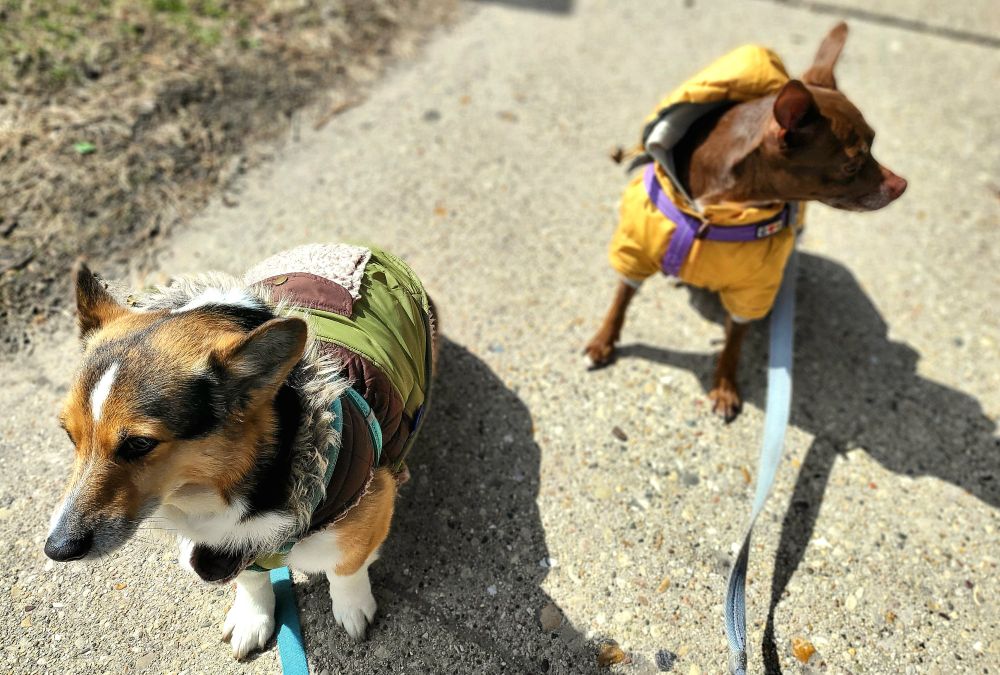 A corgi and a chihuahua looking in opposite directions.
