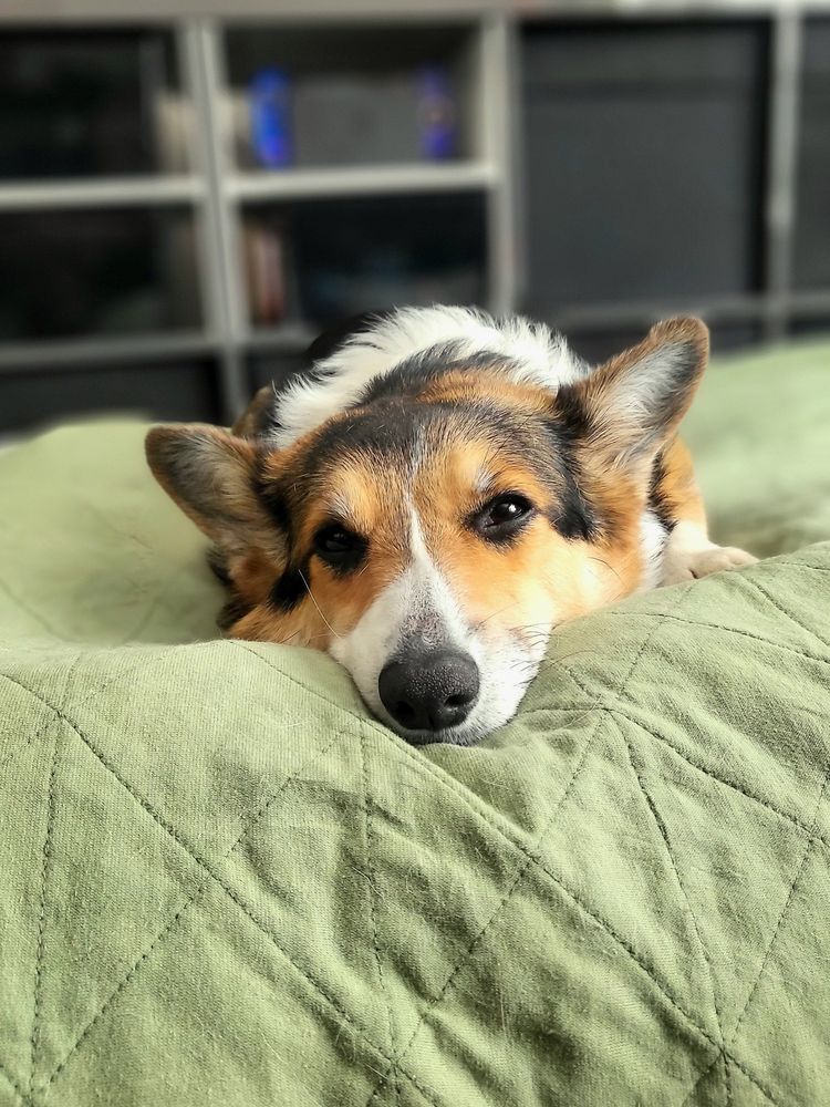 A silly sleepy corgi