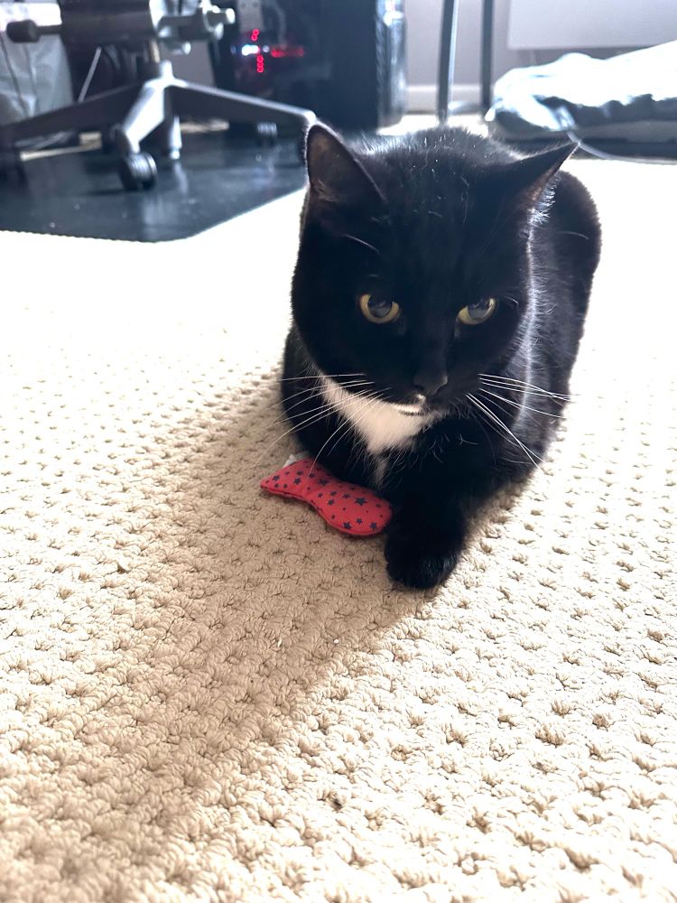 Tuxedo cat sitting with pink catnip fish toy