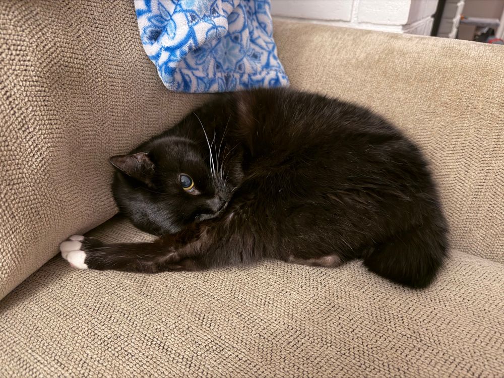 Tuxedo cat sleeping on tan couch with blue blanket, one eye open 