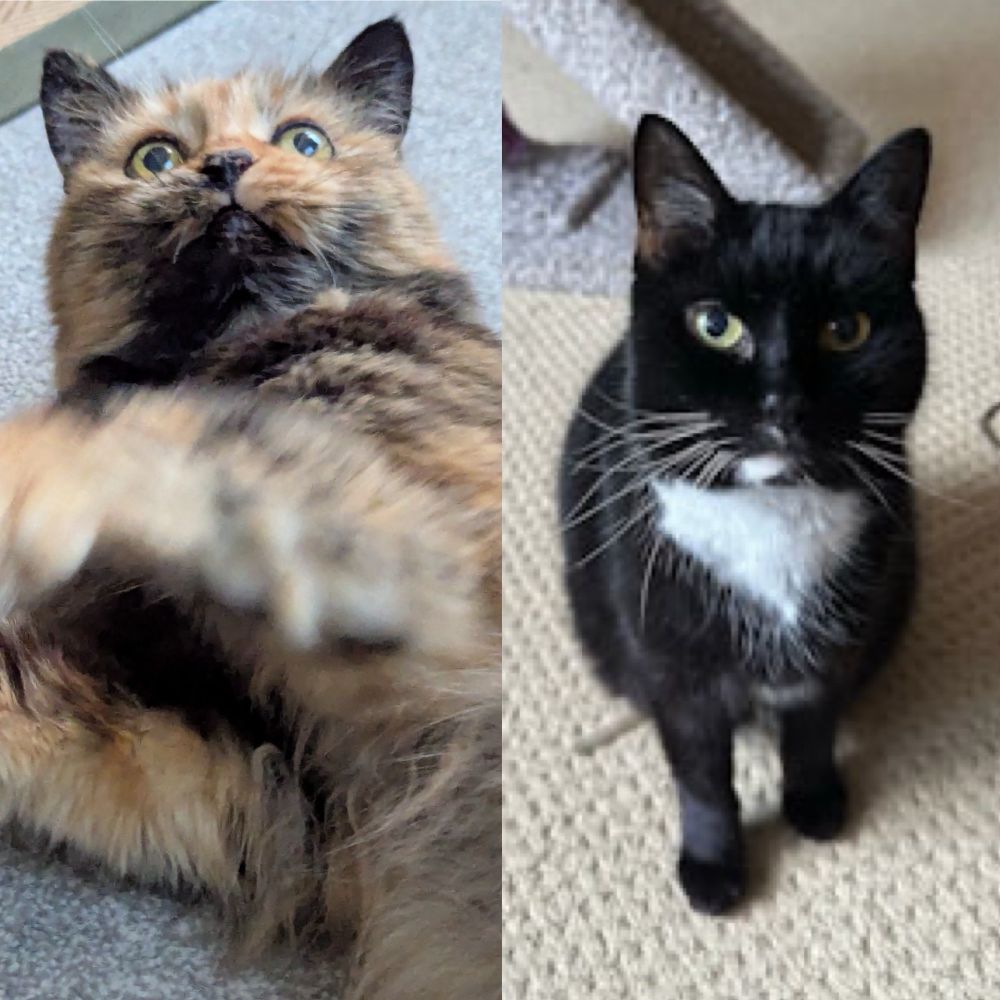 Tortie cat and tuxedo cat