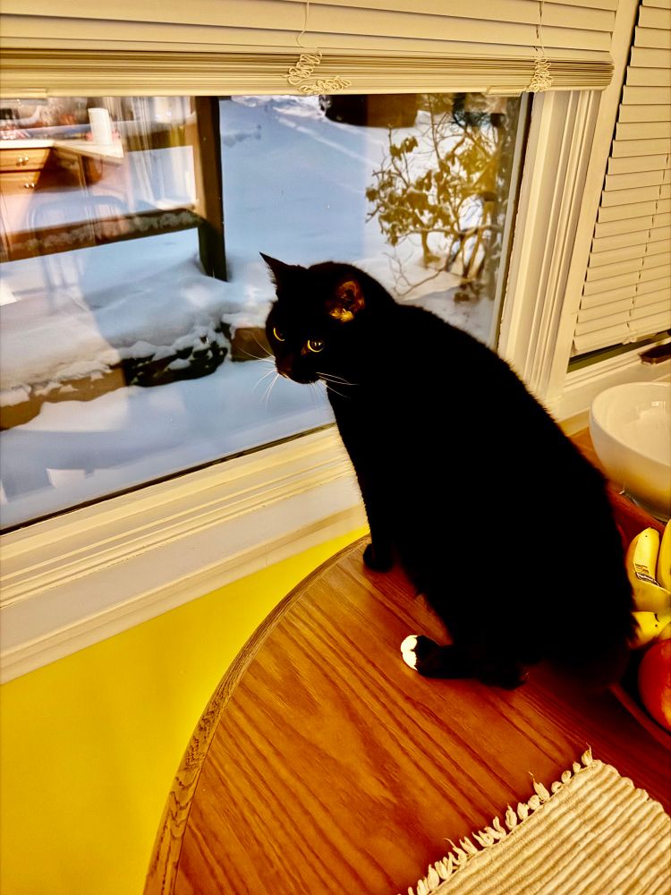 Tuxedo cat standing on table in window with snow outside