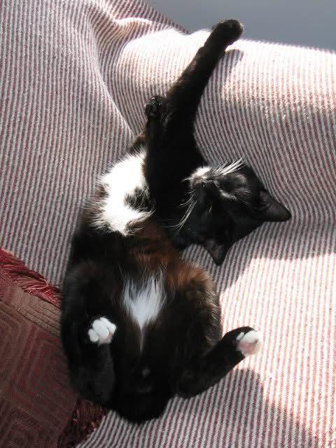 Tuxedo cat stretches in the sun