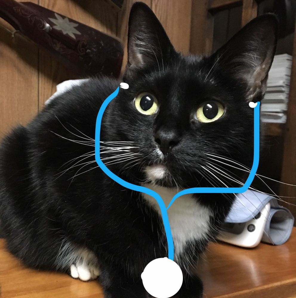 Tuxedo cat with drawn on stethoscope