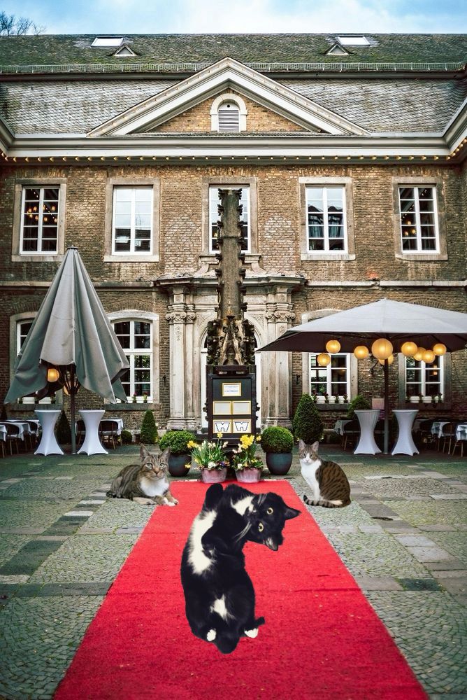 tuxedo cat entering party on red carpet