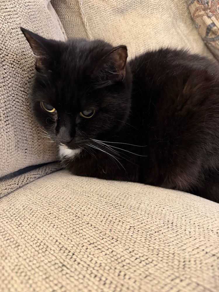 tuxedo cat on tan couch