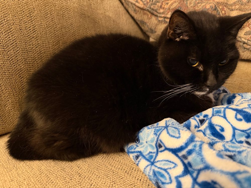 Tuxedo cat on tan couch with blue blanket