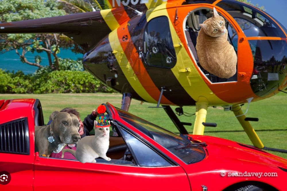 a cat and a dog in a ferrari 308 and a cat in a chopper