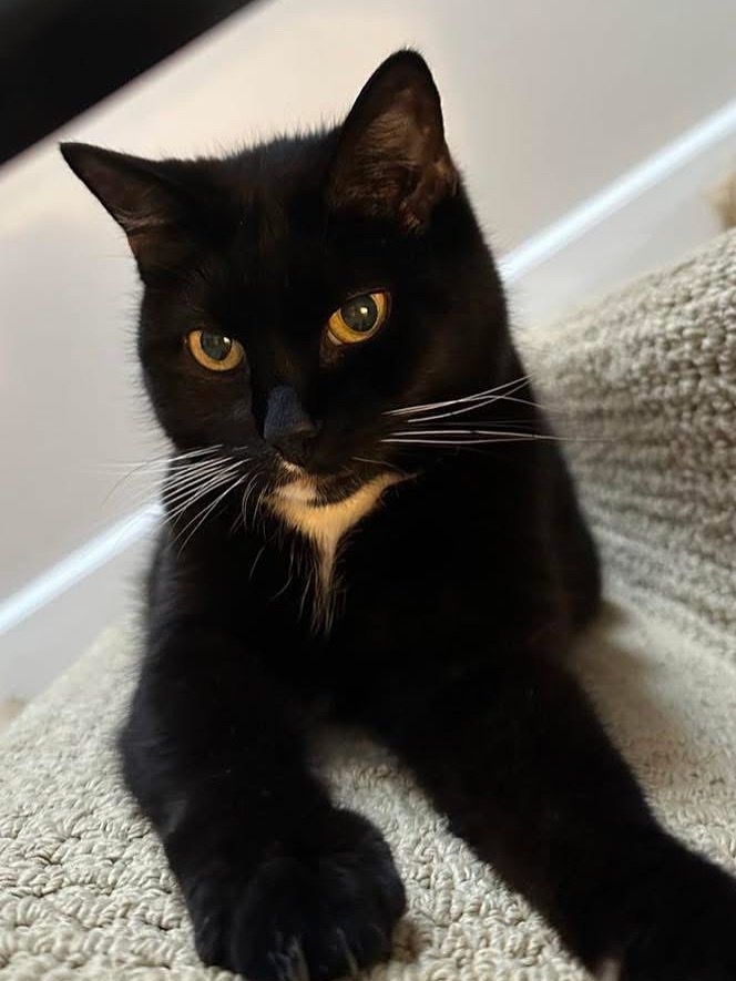 tuxedo cat on stairs