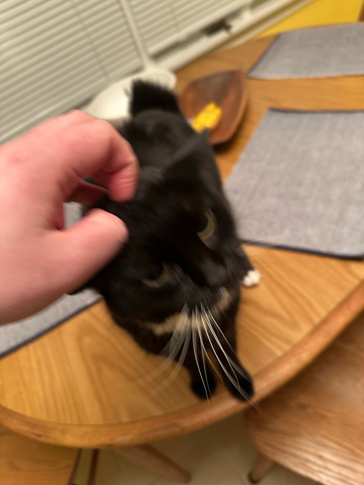 Tuxedo cat getting pets