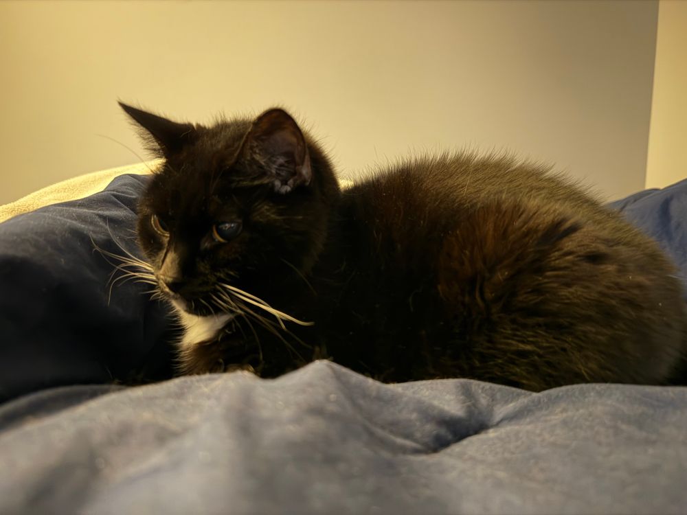 Tuxedo cat on blue comforter