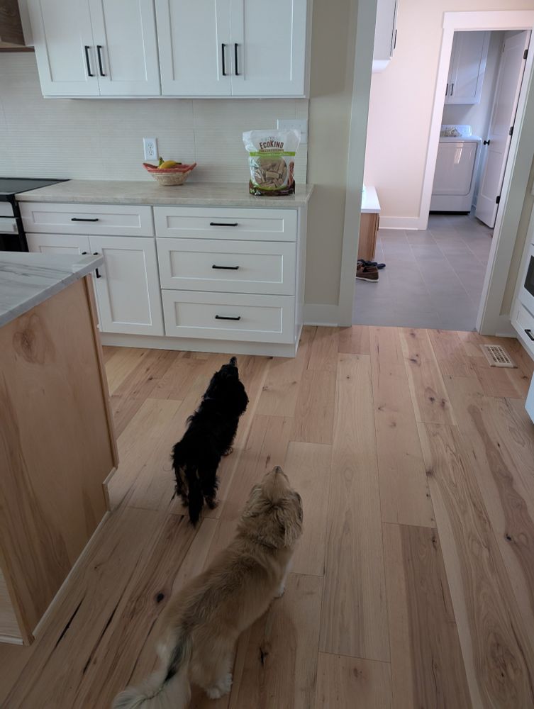 Longhaired dachshunds Teddy and Leo looking longingly at a newly arrived bag of Yak bone dog treats on the counter.