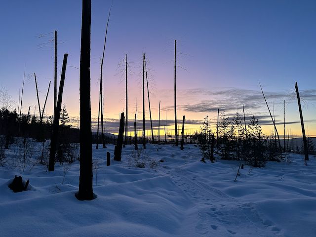 Colorful sunset over a snowy scene. Burned trees still standing from a forest fire, 20 years earlier.