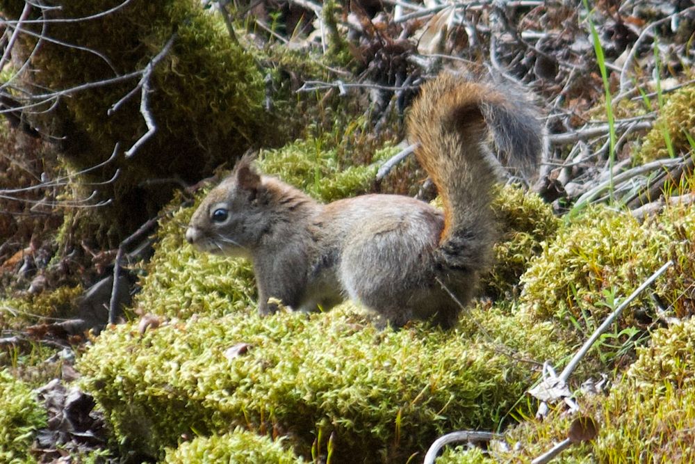 Brown squirrel posing on a bed of moss. His tail is up and curved like a question mark.