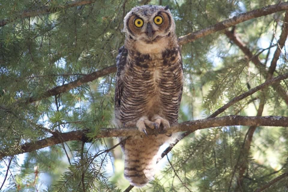 Juvenile great horned own sitting on a branch. The white baby feathers are still visible, making it look soft around the edges. It's looking straight at the camera.