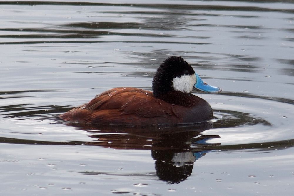 The ruddy duck has a brown body with a white and black head and the oddest blue beak.