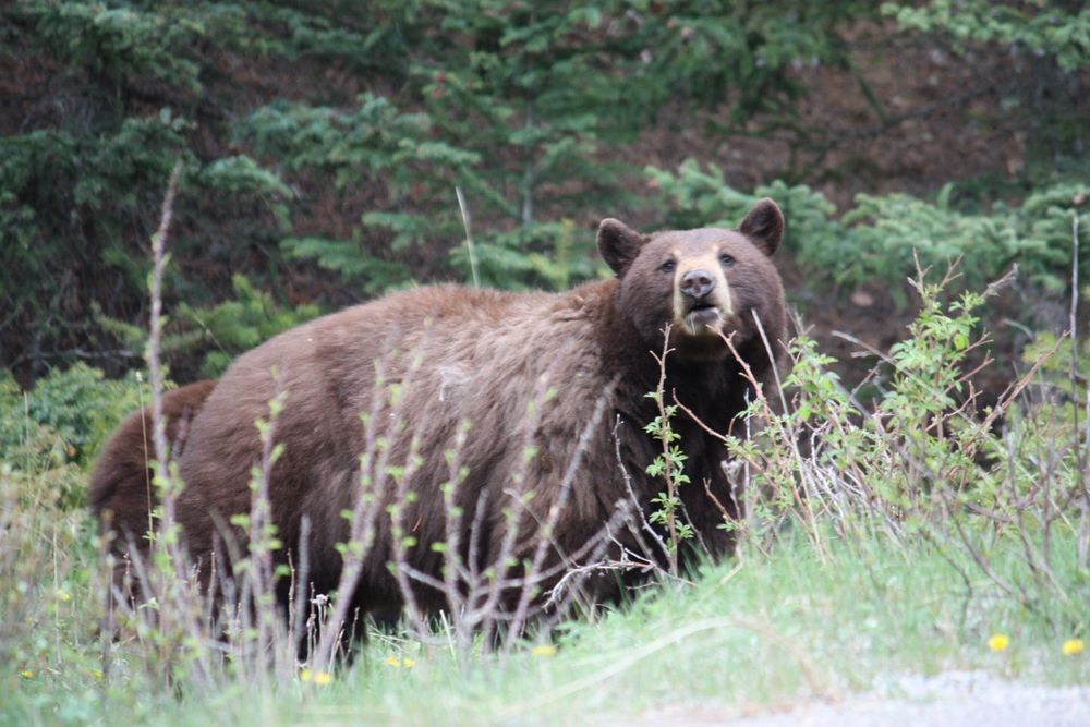 Brown coloured black-bear looking at the camera. 