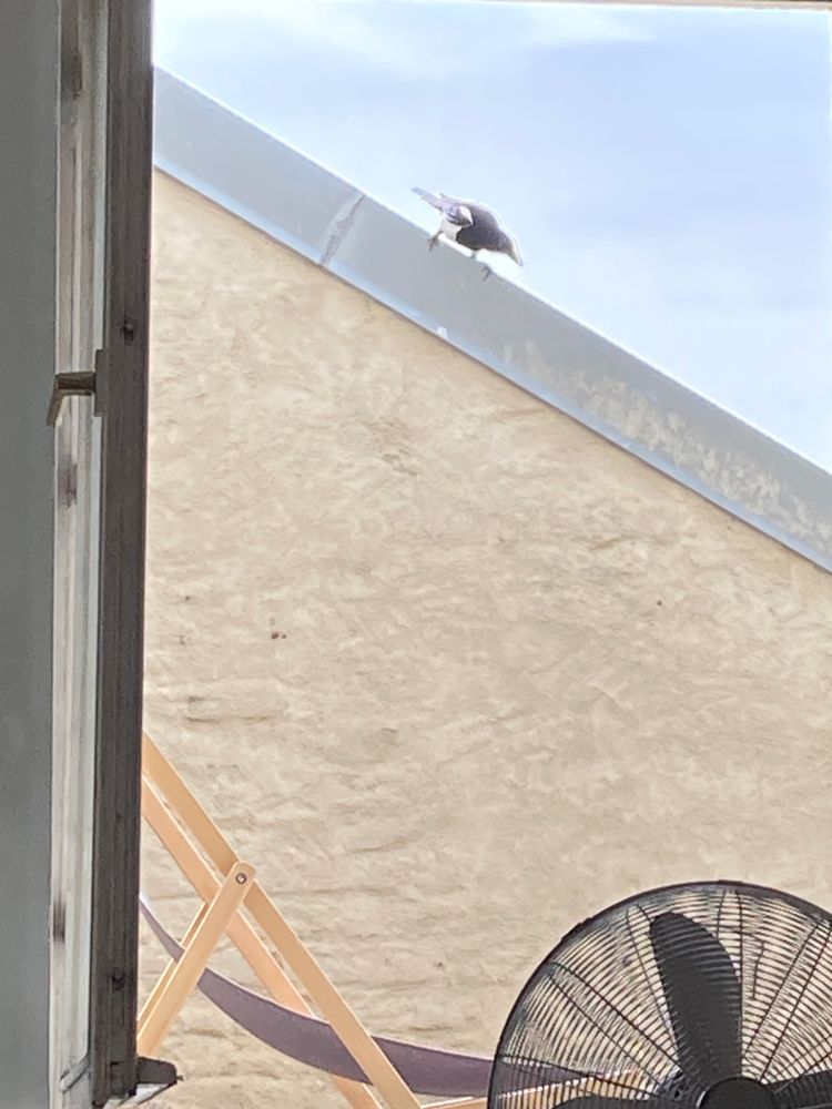 a roof with a curious crow perched on it. 