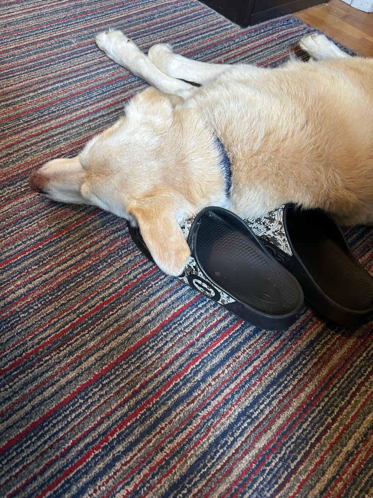 Yellow dog with head on slides. 