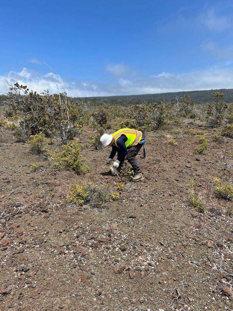 Collecting samples (tephra) close to a vent of the 1868 Mauna Loa eruption. 
