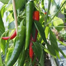 Image de piments verts et rouges 