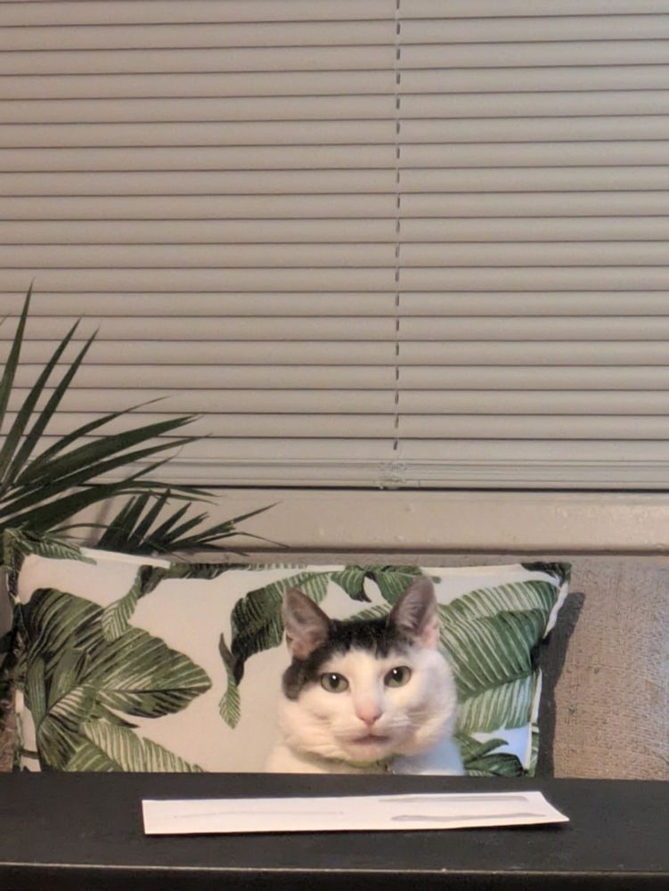 Meatball telling me that she thinks I should do my taxes now instead of later.