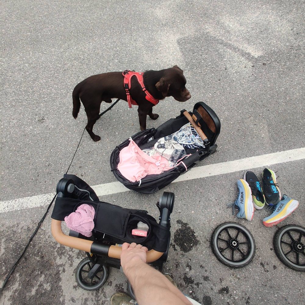 Asfaltilla labrador-koira (jonka hihna sotkeutuu hänen jalkoihin), osiin purettu lastenvaunu ja kaksi paria juoksukenkiä.