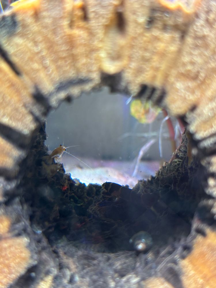 the inside of the log tube, within which a couple shrimp, a couple snails, and a loach are all resting.