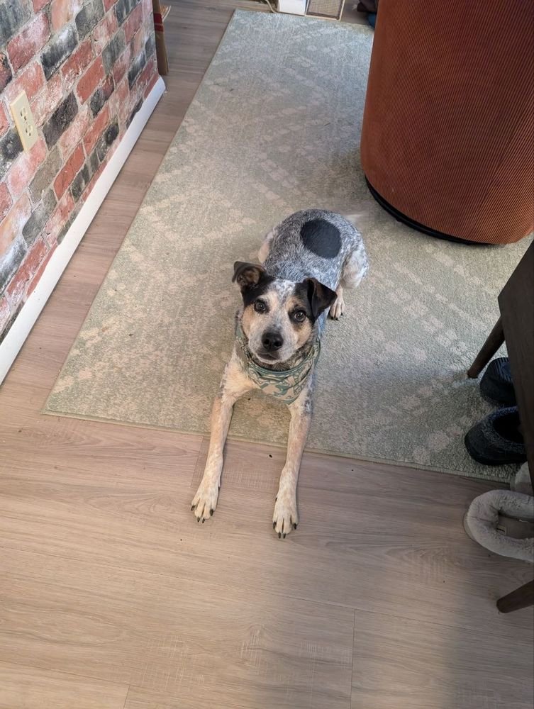 Photo of my blue heeler, King