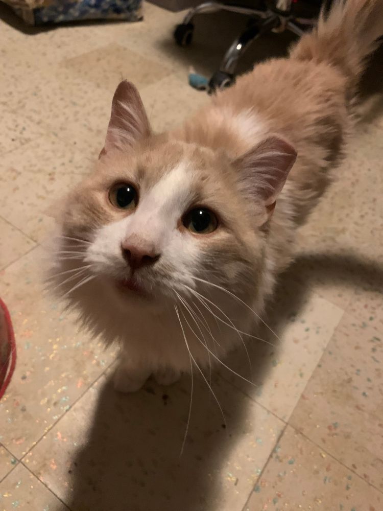 Fluffy orange cat looking at camera