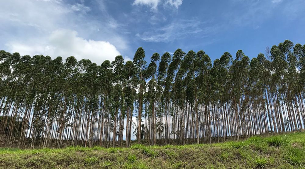 Valor de produção da silvicultura e da extração vegetal cresce 11,2% e soma R$ 37,9 bilhões | Agência de Notícias