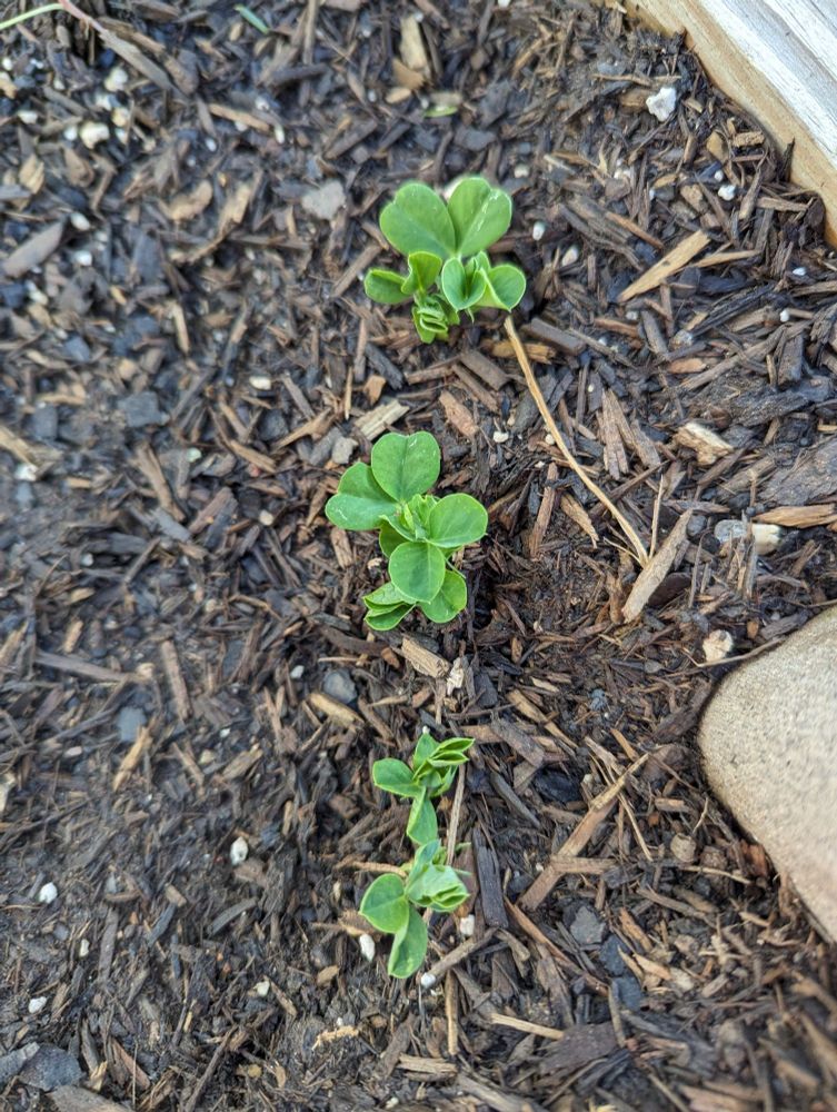 A line of four pea sprouts popping up from dark brown soil
