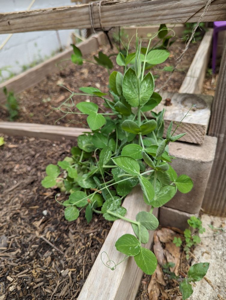 Bright green pea plants tangled together about a foot tall growing in a raised bed.
