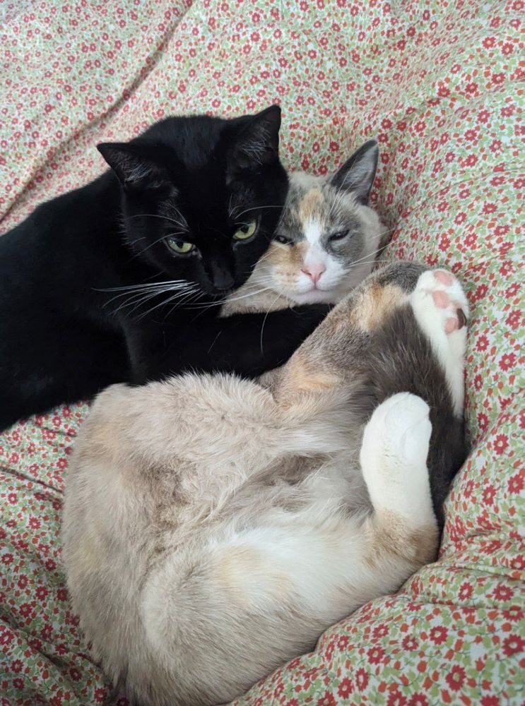 Two small girlie cats are snuggled on a floral blanket. A tuxedo cat with yellow eyes is hugging a dilute calico.