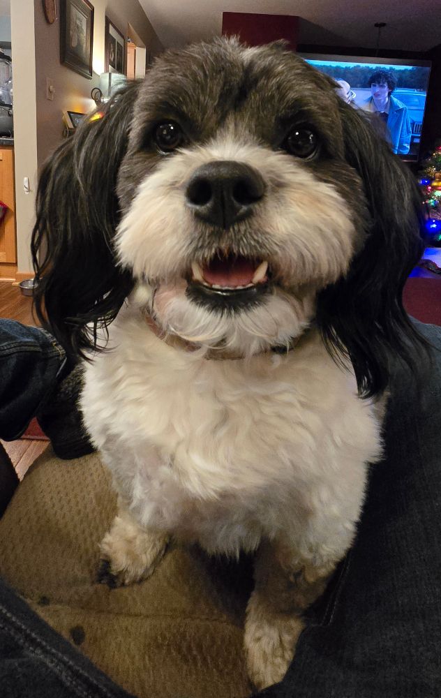 A black and white dog looks directly at the camera.