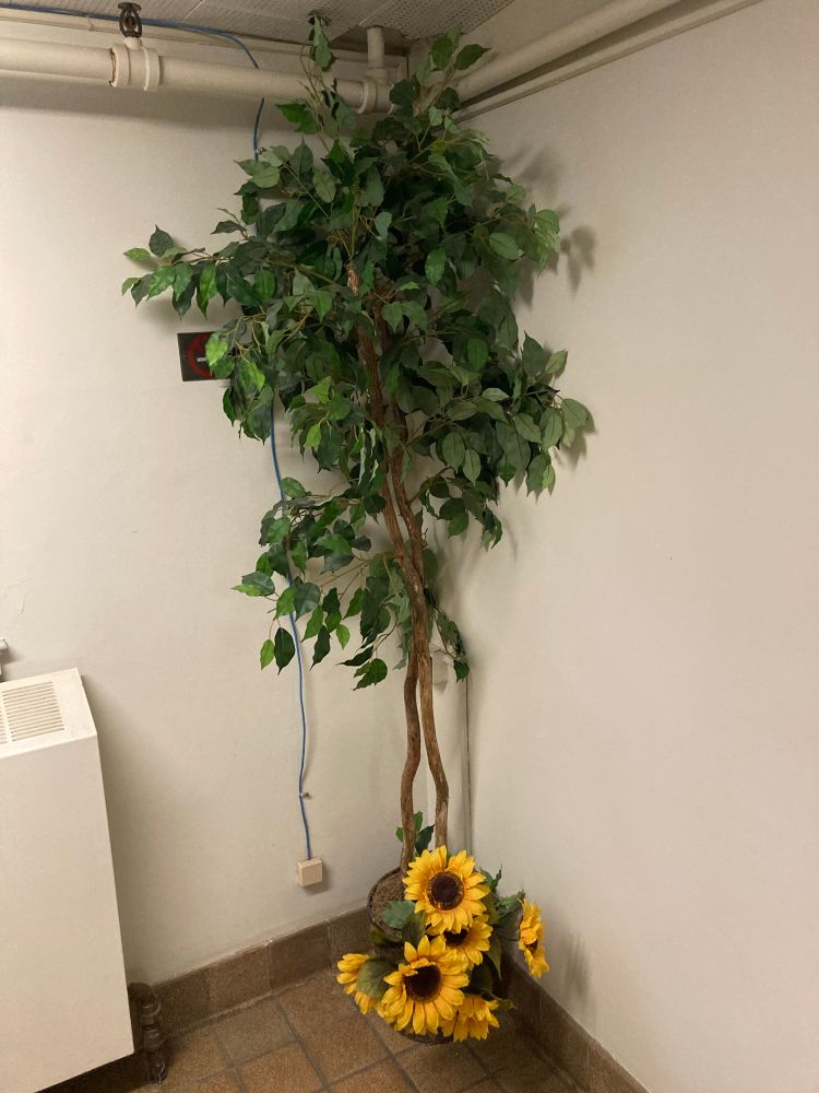 An artificial ficus with, for some reason, sunflowers 