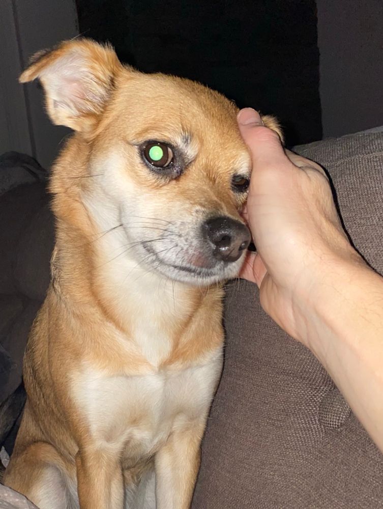 Hund som blir kliad bakom örat. Kamerans blixt reflekteras grönt i hundens ena öga. 