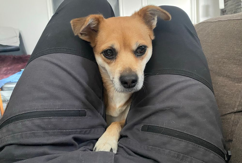 Hund kikar fram mellan mina knän