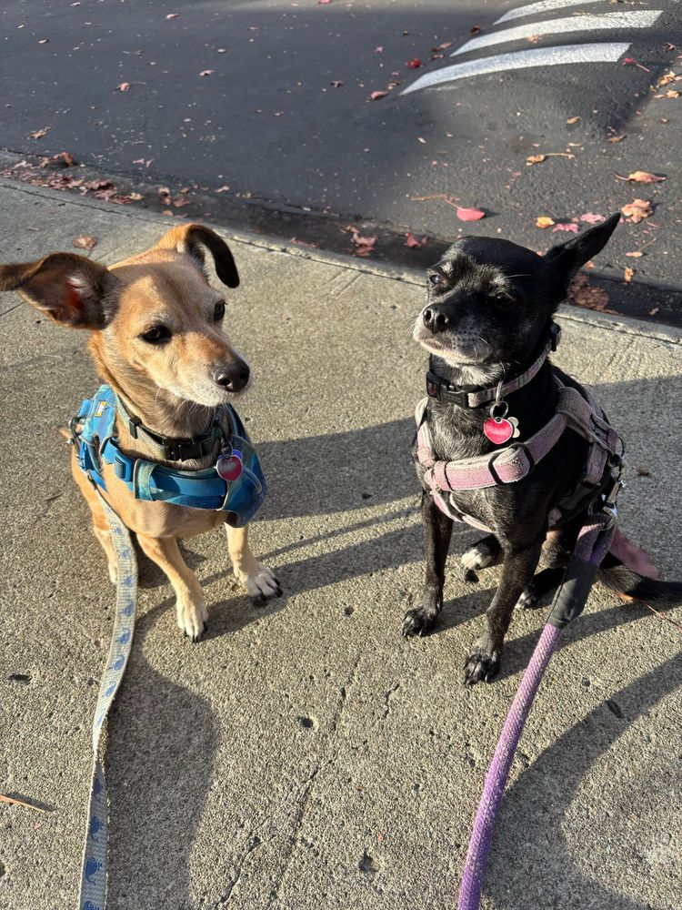 2 small mixed-breed dogs, one tan and very cute, one black & gray and impatient, sit on the sidewalk in the morning sun