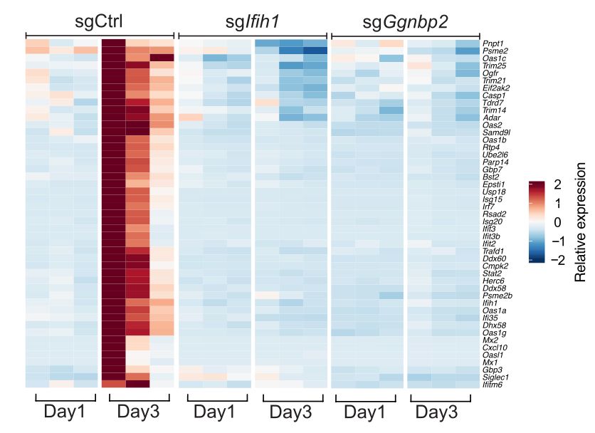 Heatmap data showing induction of interferon-stimulated genes in control cells but not in GGNBP2 KO or MDA5 KO cells