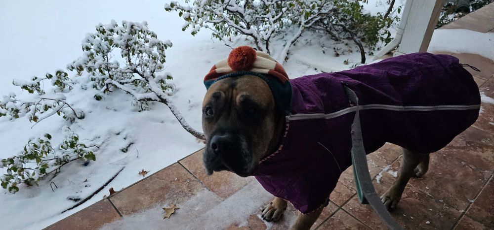 A dog looking sad wearing a winter hat and long purple coat.