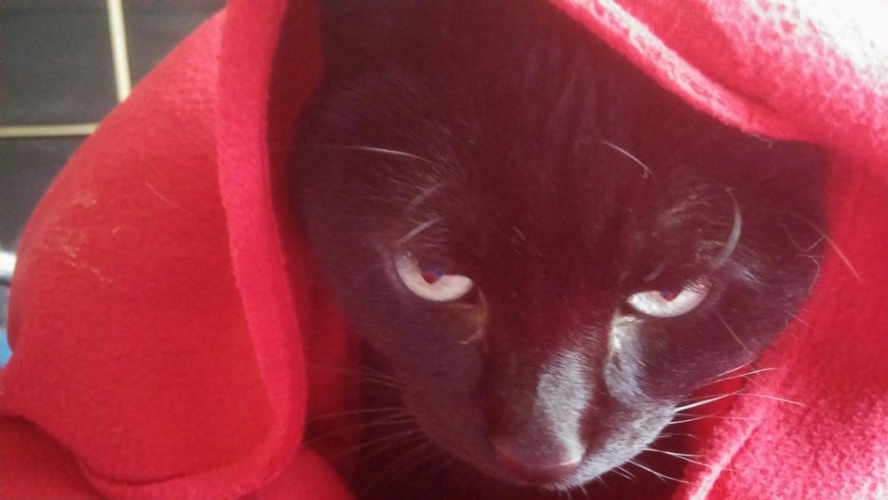 A black cat glares intently from under a dramatically red hood
(actually this is my kitty Dorothy's especially happy face, because she's in the sun under a blankie) 