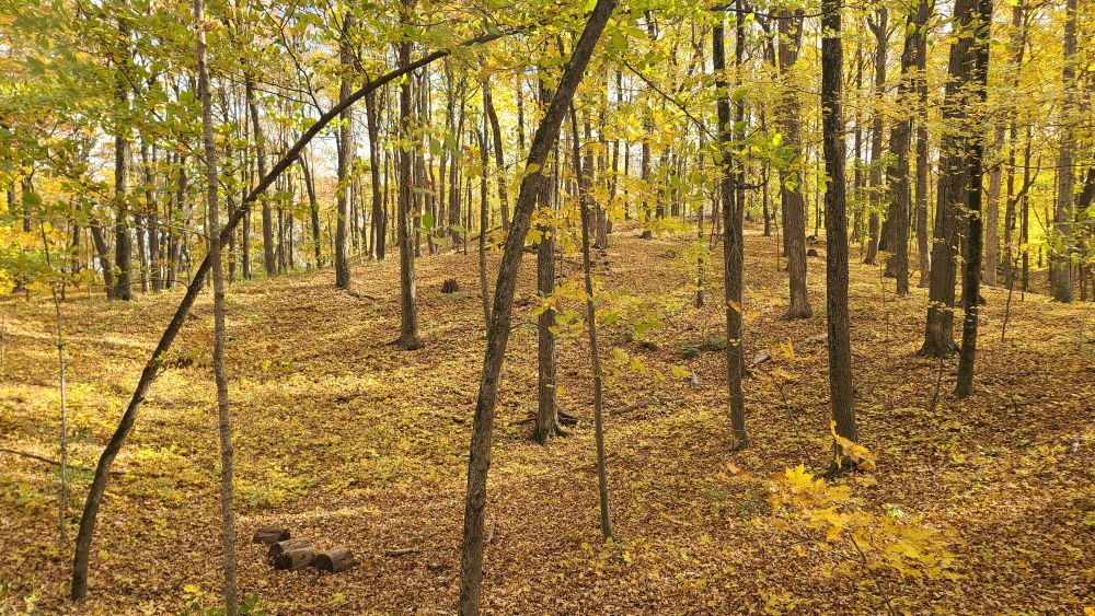 Forest trees in fall in colors of yellow and gold to orange. The first floor is a softly rolling hill under fallen leaves.